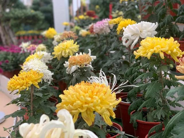 世界最美菊花80种太美了，金秋十月赏菊花——世界最美菊花80种送给您