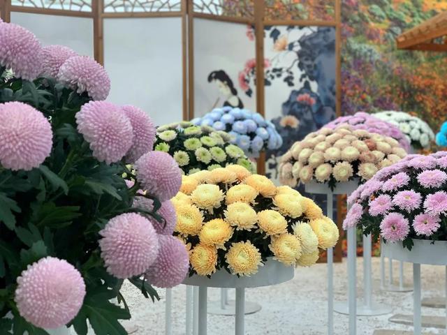 世界最美菊花80种太美了，金秋十月赏菊花——世界最美菊花80种送给您