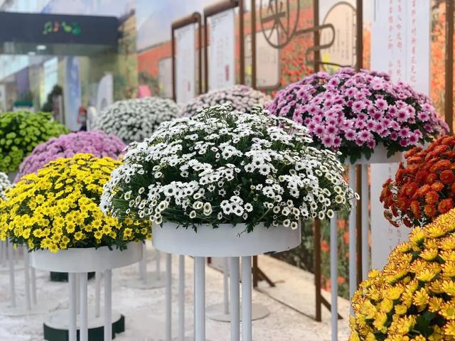 世界最美菊花80种太美了，金秋十月赏菊花——世界最美菊花80种送给您