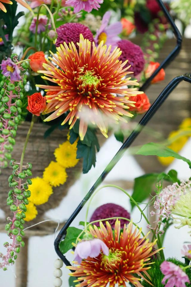 世界最美菊花80种太美了，金秋十月赏菊花——世界最美菊花80种送给您