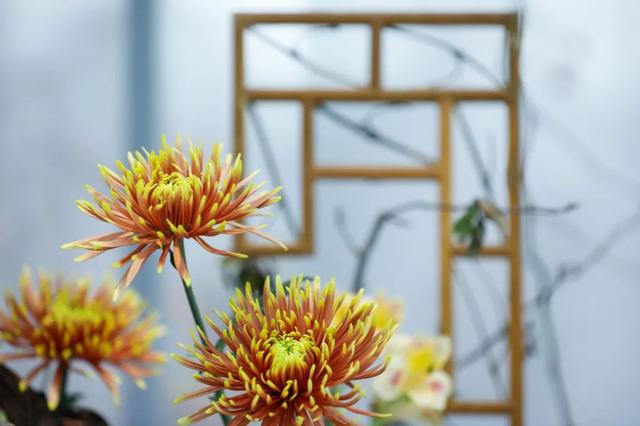 世界最美菊花80种太美了，金秋十月赏菊花——世界最美菊花80种送给您