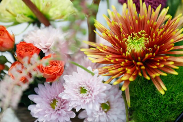 世界最美菊花80种太美了，金秋十月赏菊花——世界最美菊花80种送给您