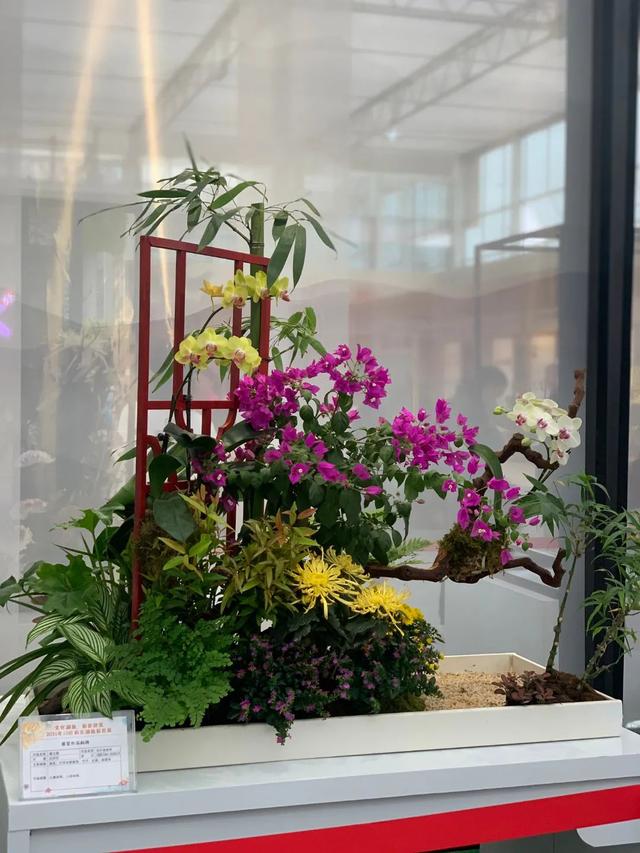 世界最美菊花80种太美了，金秋十月赏菊花——世界最美菊花80种送给您