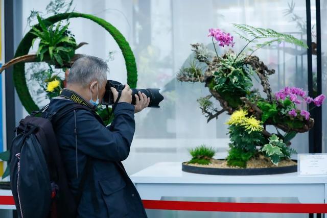 世界最美菊花80种太美了，金秋十月赏菊花——世界最美菊花80种送给您