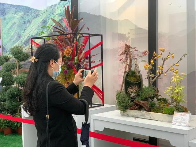 世界最美菊花80种太美了，金秋十月赏菊花——世界最美菊花80种送给您