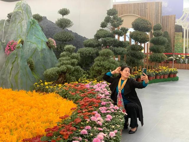 世界最美菊花80种太美了，金秋十月赏菊花——世界最美菊花80种送给您