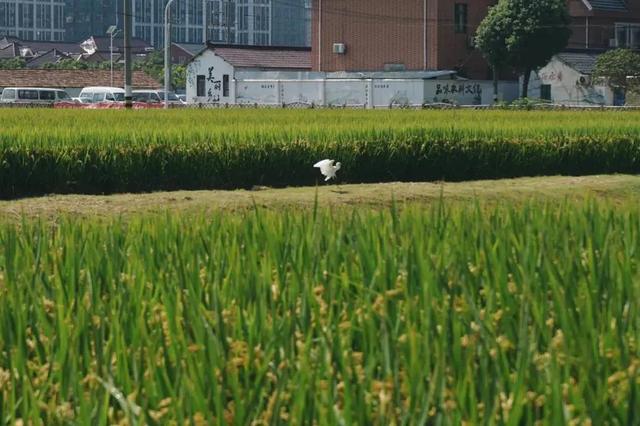 上海顾村公园游览，这两条推荐路线了解下→