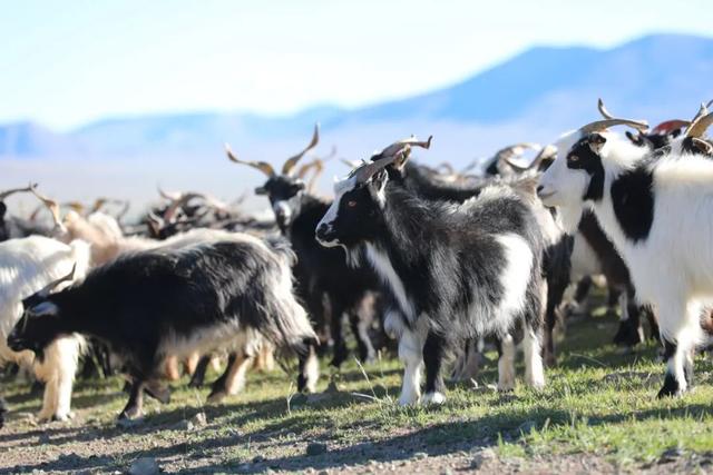 鄂尔多斯1980和erdos区别，鄂尔多斯羊绒简介（鄂尔多斯的新计划从一场沙漠大秀开始）