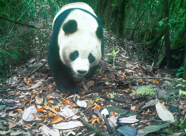 大熊猫的数量和生存现状，国际熊猫日最新数据