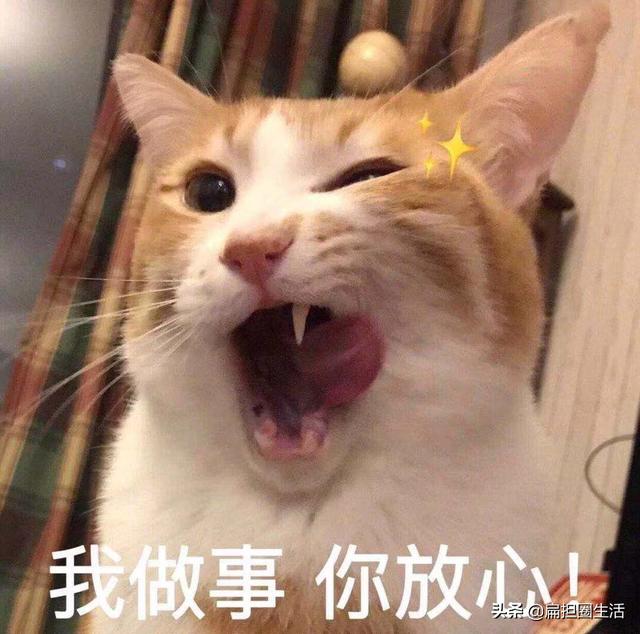 养猫的猫对人有什么好处，养猫的10个好处