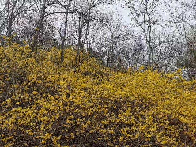 清明适合赏花的地方，纷纷春雨过后是最美人间四月天