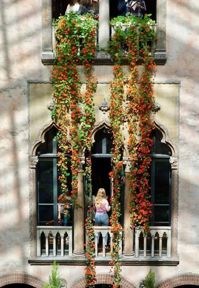 庭院中种什么爬藤花，院子里如果想搭设花廊架