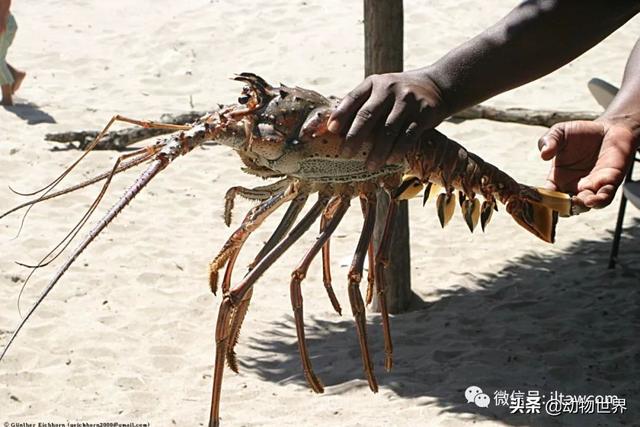 澳洲花斑龙虾，没有大螯的龙虾-眼斑龙虾