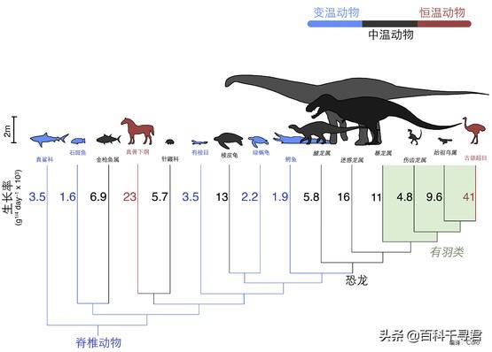 龟类体型排名，全球乌龟排行榜，十大排名