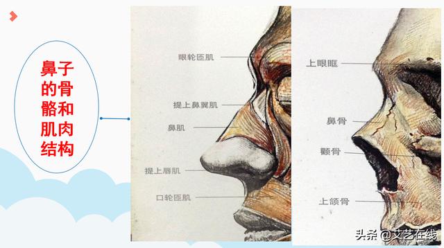 素描人物五官入门教程，素描人像五官-鼻子结构及作画步骤解析