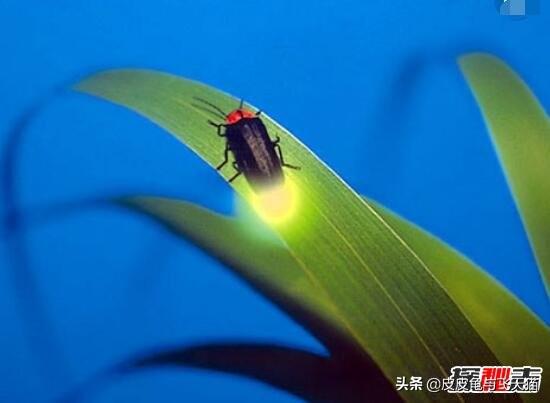 萤火虫能够发光的原理是什么，科学揭秘生物发光之谜