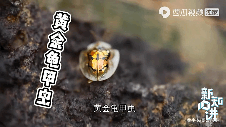 吸血的动物有哪些，最凶狠的十种吸血动物