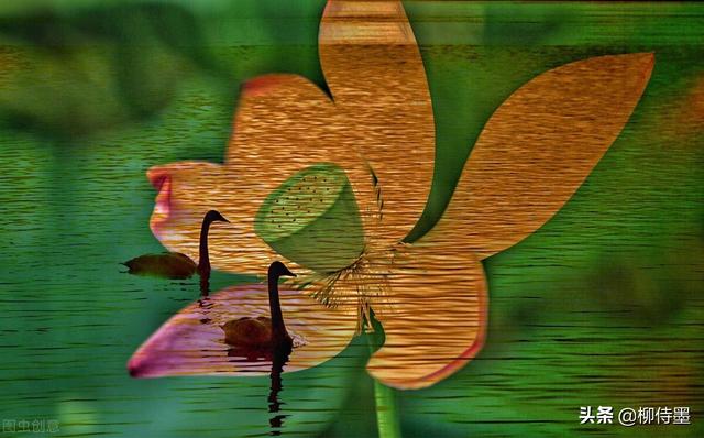 荷花拍照10个技巧，帮你把荷花拍得不一般