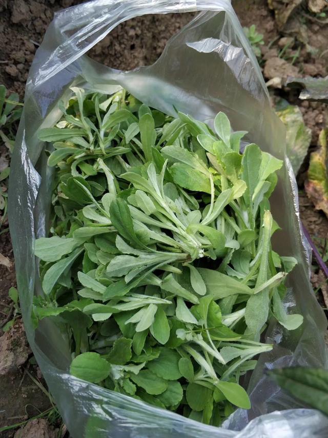 四川特色美食猪儿粑，记忆中的家乡味道之