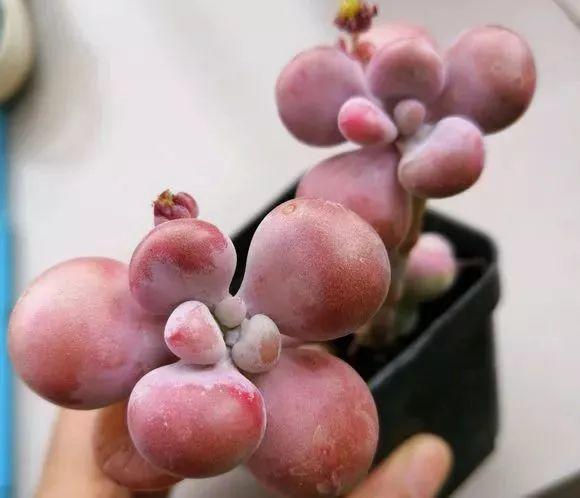 养着省心颜值高又爱长爆盆的多肉，这些多肉大普货