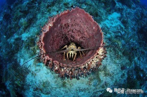 澳洲花斑龙虾，没有大螯的龙虾-眼斑龙虾