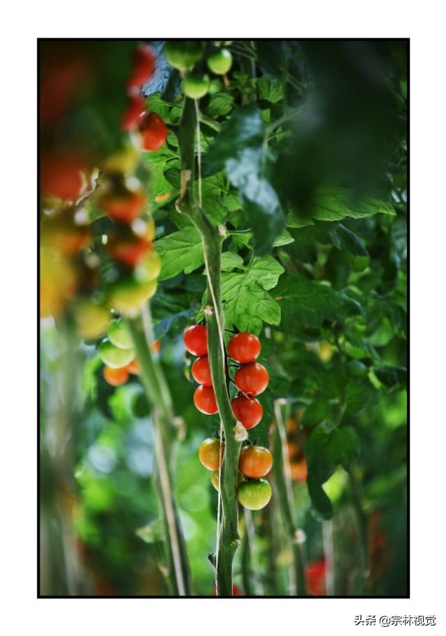 黄色小番茄和圣女果，比传统番茄更好种