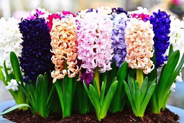 世界上最漂亮的花，世界上最美丽漂亮花（朵花，你知道几个）