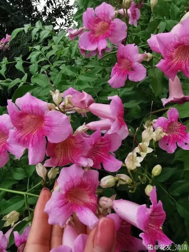 春夏秋冬四季什么花好看，这十种花几乎一年四季都开花