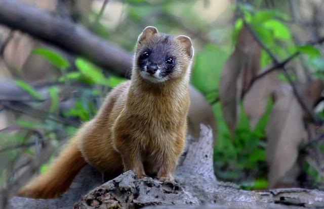 东北五仙指的啥仙，五大家仙是哪五仙
