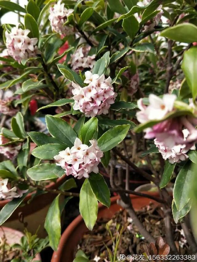 春夏秋冬四季什么花好看，这十种花几乎一年四季都开花