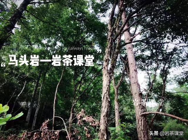 马头岩肉桂特点，既然三坑两涧里没有马头岩