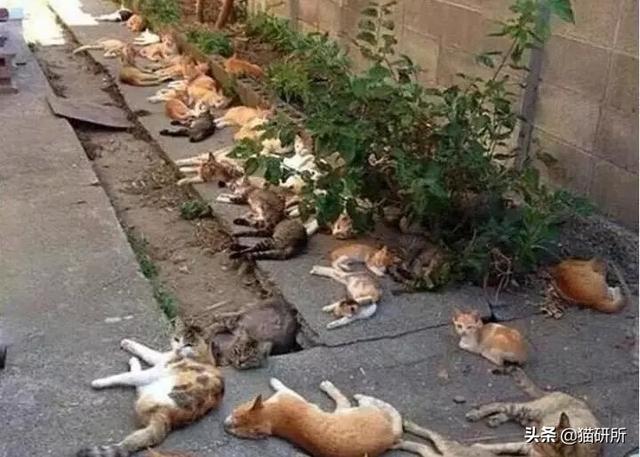 猫咪比较好的零食，提高猫咪生活质量