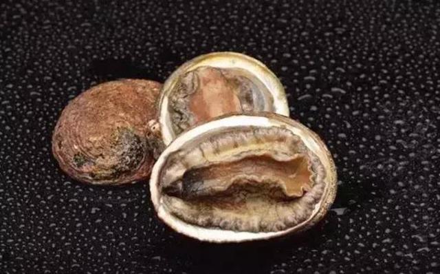 20种鲍鱼种类，世界鲍鱼品种大全