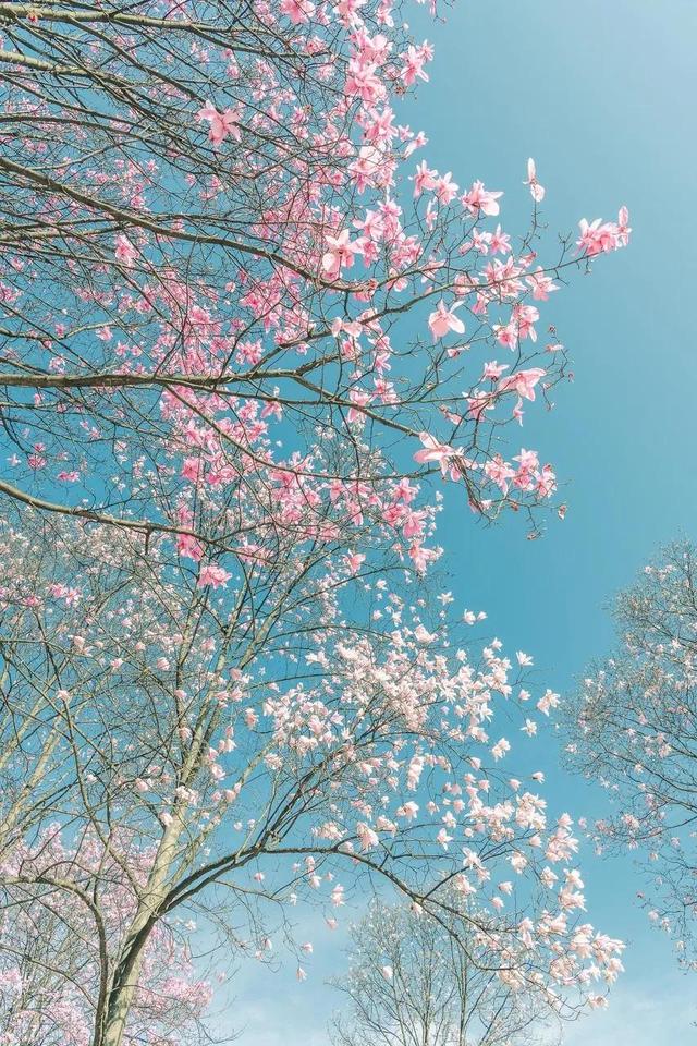 3月旅游的最佳地点，3月去什么地方旅游最好呢（三月份旅游一定要去的六个地方）