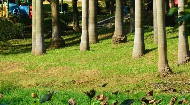 广州大夫山在哪，广州番禺-大夫山
