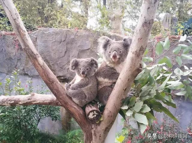 8.4号南京免费开放的景点，南京有这11家景点限时免费开放