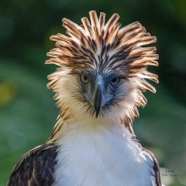 各国国鸟有哪些，世界各国国鸟大全