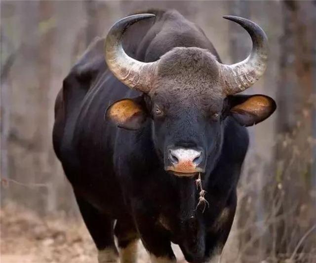 世界上有僵尸吗，野牛弄伤孟加拉虎