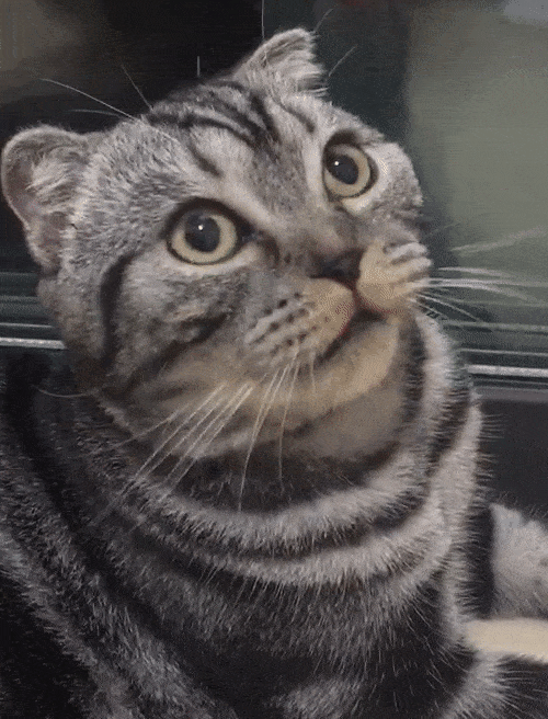 猫咪最喜欢听到的叫声，听说猫咪能发出100多种叫声