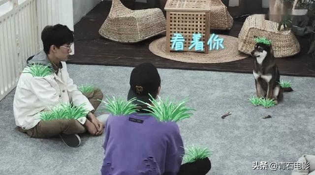 朱正廷养宠物综艺，朱正廷、张雨剑与流浪狗同居的节目