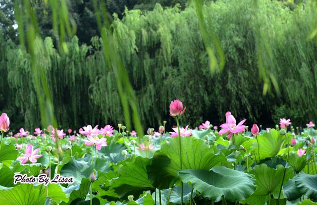 新鲜的莲子有哪些做法，这几款莲子食疗方可以常吃