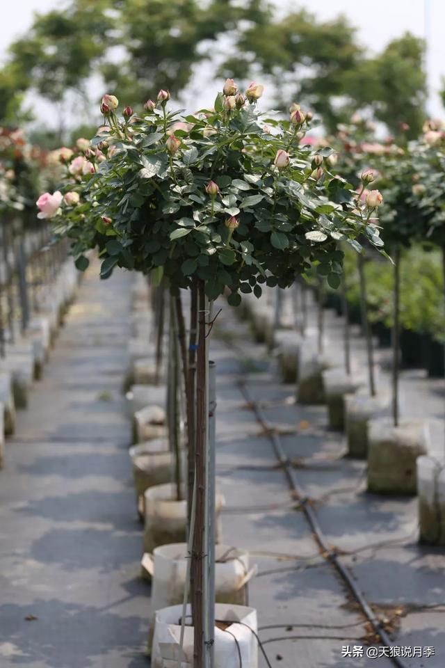 各种月季花是不是一个月开花一次，月季返老还童正当时