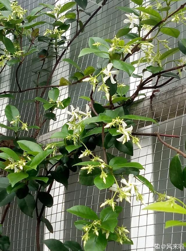 春夏秋冬四季什么花好看，这十种花几乎一年四季都开花