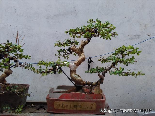 黄杨盆景的养殖方法，黄杨盆景枯死