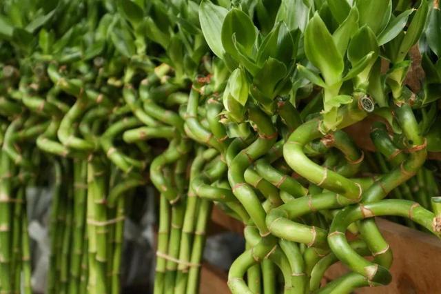 观叶植物的室内摆放，家里盆栽摆放有讲究