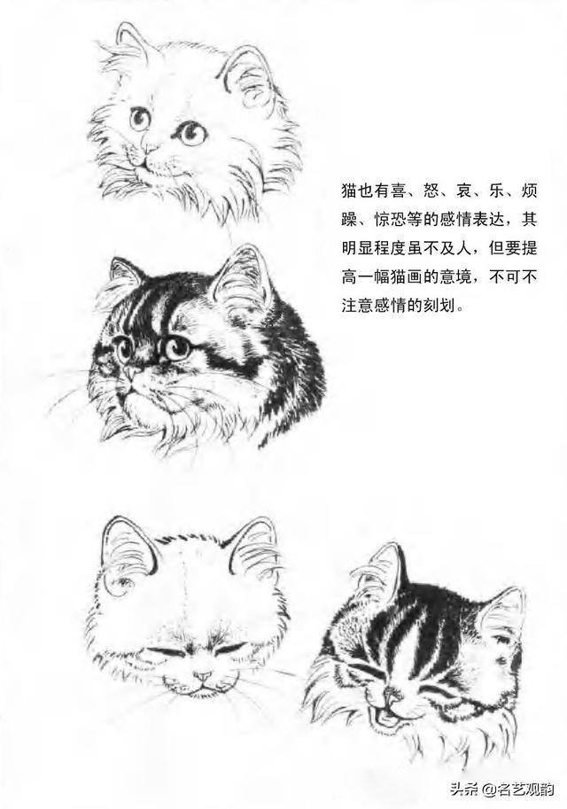 100种小猫怎么画，100种画真猫的画法（教你在纸上养个主子）