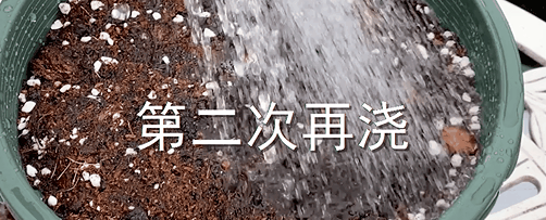 球根植物有几种，海妈园艺课堂干货向