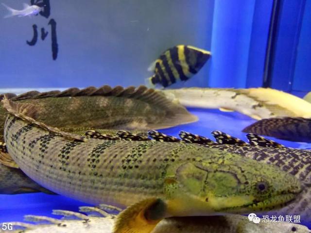 热带观赏鱼曼龙鱼，大型热带鱼刚果恐龙王鱼的寿命及饲养方式