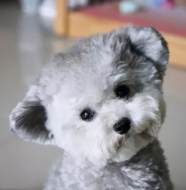 可爱聪明又调皮的狗狗排行榜，前5位最“聪明”的狗狗