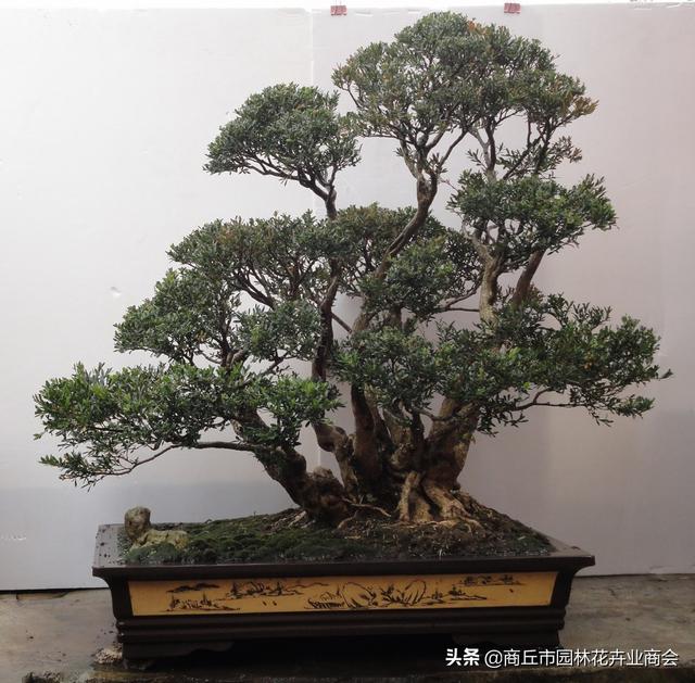 黄杨盆景的养殖方法，黄杨盆景枯死